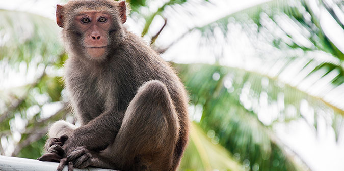 Herpes Monkeys
